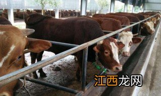 养殖20头牛一年要投资多少钱 如何养牛致富