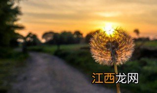 蒲公英茶叶过期可以喝吗 蒲公英茶叶过期可以喝吗吗