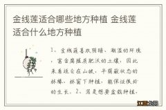 金线莲适合哪些地方种植 金线莲适合什么地方种植