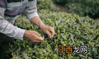 生茶叶能直接泡吗，茶叶可以生泡吗