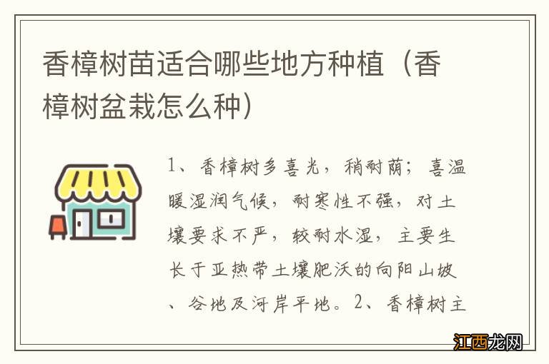 香樟树盆栽怎么种 香樟树苗适合哪些地方种植