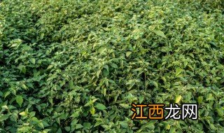 百花菜什么时候种最合适 百花菜什么时候种最合适呢