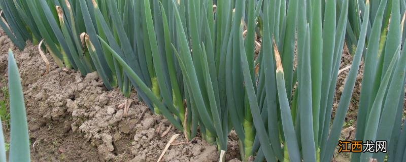 大葱根腐病和软腐病，附防治方法