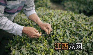 喝什么茶补肾壮阳最好 喝什么茶补肾壮阳最好效果