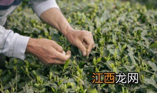 沱茶为什么叫沱茶 沱茶是怎么来的