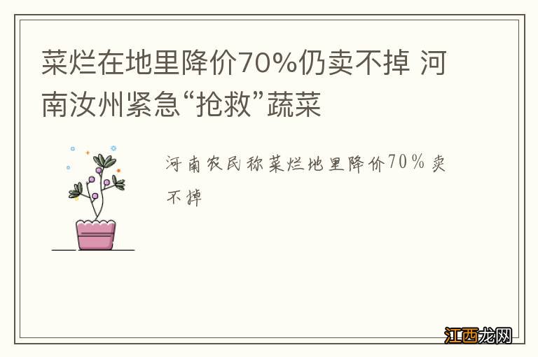 菜烂在地里降价70%仍卖不掉 河南汝州紧急“抢救”蔬菜