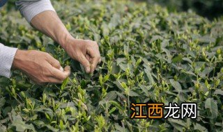 新鲜茶叶能泡吗 新鲜茶叶可以泡茶喝吗