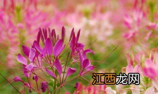 醉蝶花什么时候种最合适 醉蝶花什么时候种最好