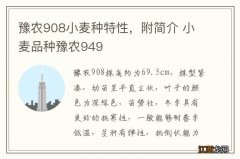 豫农908小麦种特性，附简介 小麦品种豫农949