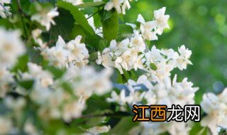 猴王茉莉花是什么茶，猴王牌茉莉花茶还有吗