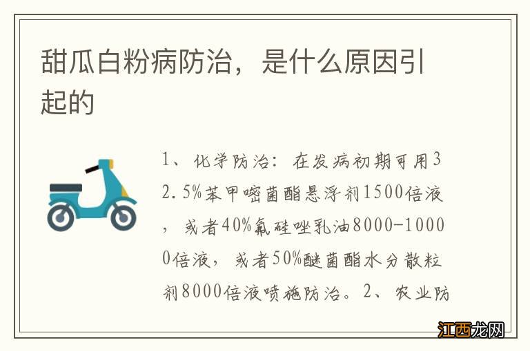 甜瓜白粉病防治，是什么原因引起的