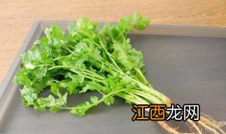 8月份香菜怎么种 8月份香菜的种法