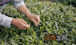 茶叶饼保存环境 白茶饼怎么保存方法