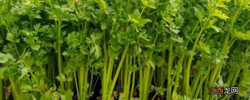 芹菜亩产量一般多少斤,附芹菜种植方法