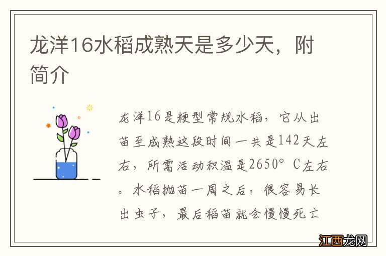 龙洋16水稻成熟天是多少天，附简介