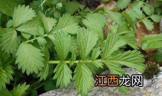 仙鹤草在哪里生长 仙鹤草是什么时候种最合适