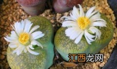 冬梅生石花怎么养护 冬梅生石花怎么养