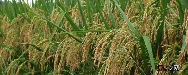 南粳5718产量多少 南粳5718品种介绍