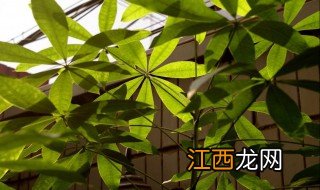 童车发财树会开花吗图片 童车发财树会开花吗