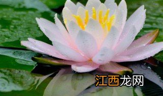 以莲花取网名,寓意要好 莲的心思昵称创意