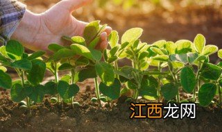 阳台苋菜什么时候种最合适 什么时候种苋菜最好?