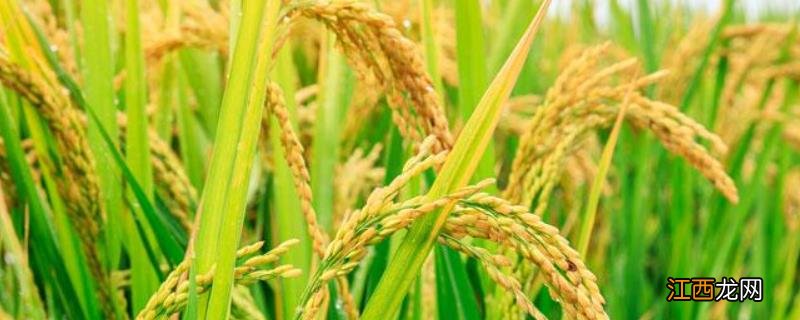 水稻生长发育八个时期,核桃箐的五彩水稻在哪里