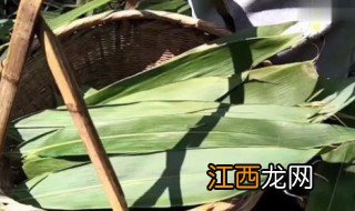 电压力锅煮粽子要多长时间 粽子叶是什么植物的叶子