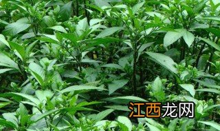 什么时候种板蓝根最合适 板蓝根的最佳种植季节