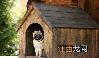 茶叶水狗狗能喝吗 狗狗可以喝茶叶水吗