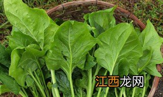 南方菠菜什么时候种最合适 南方菠菜什么时候种最合适呢