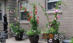 红蝉花的养殖方法和注意事项 红蝉花的养殖方法