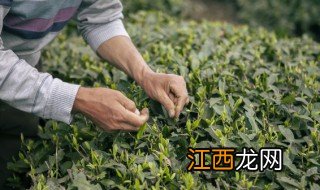 绿茶适合什么温度储存保存，绿茶的储存方法