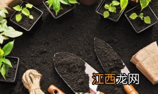 什么时候种含羞草最合适 什么时候种含羞草最好