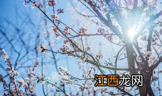 梅花树什么时候种最合适 梅花树苗几月份栽培