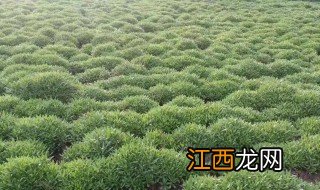 菜心什么时候种植最合适 养心菜什么时候种最合适