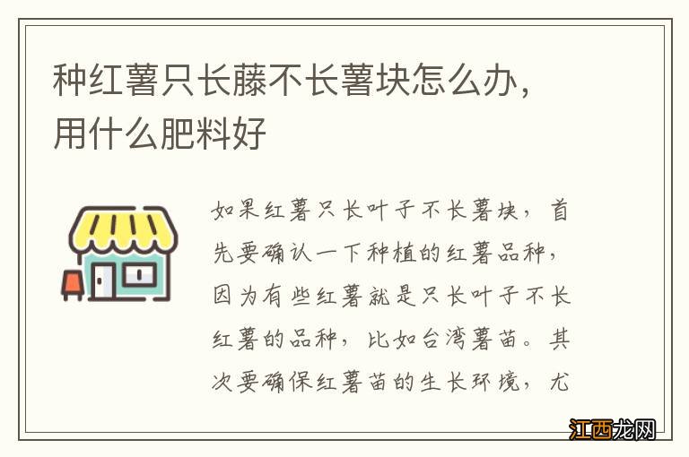 种红薯只长藤不长薯块怎么办，用什么肥料好