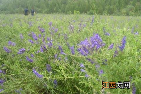 黄芩种植技术 黄芩种植技术及亩收益