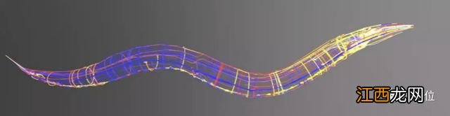 这只线虫不简单！大脑被高精度还原，可动态蠕动前行
