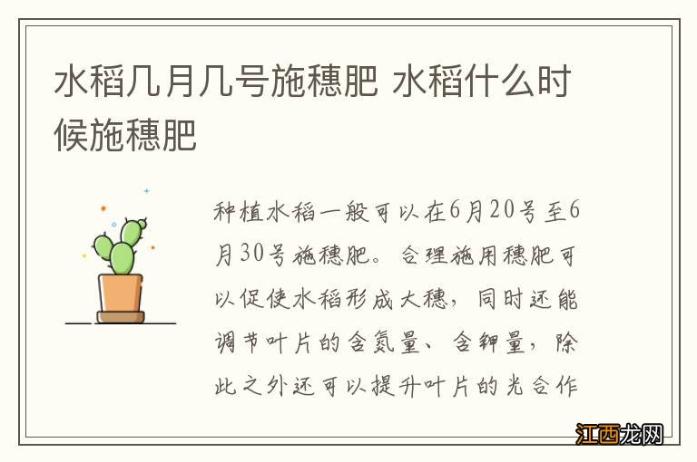 水稻几月几号施穗肥 水稻什么时候施穗肥