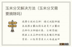 玉米分叉需要摘除吗 玉米分叉解决方法