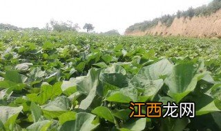 梦见红薯地长势茂盛好不好 梦见红薯地长势茂盛