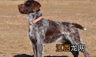 卷毛寻回犬性格特征是什么 卷毛寻回犬性格特征