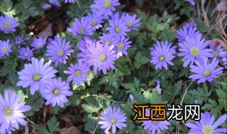 欧洲银莲花种植方法 银莲花种植方法