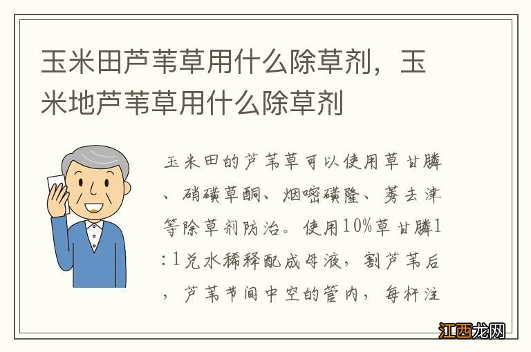 玉米田芦苇草用什么除草剂，玉米地芦苇草用什么除草剂