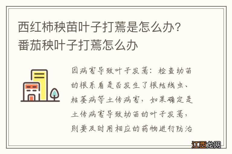 西红柿秧苗叶子打蔫是怎么办? 番茄秧叶子打蔫怎么办