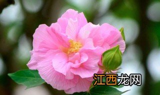 芙蓉花在河南省能种植吗视频 芙蓉花在河南省能种植吗?