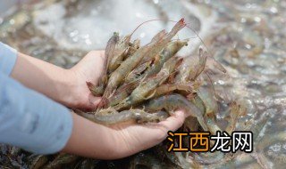 河虾怎么保鲜存放 河虾怎么简单保存