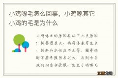 小鸡啄毛怎么回事，小鸡啄其它小鸡的毛是为什么