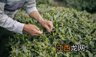 茶叶可以放在木箱保存吗 茶叶可以放在木箱保存吗吗