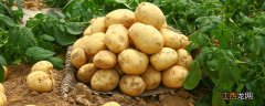 土豆亩产量一般多少公斤 中国三大土豆之乡